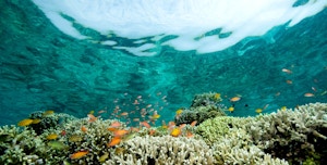 Coral Reefs and Overfishing: A Dangerous Combination