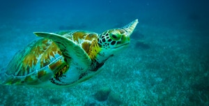 The Impact of Chemical Contamination on Sea Turtles: A Closer Look