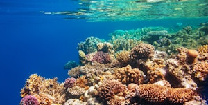 Restoring the Rainbow: Coral Reef Restoration