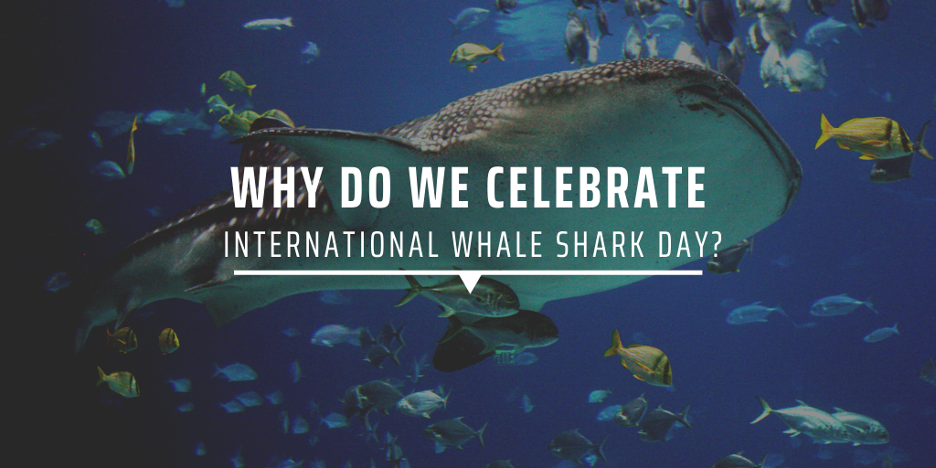Why do we celebrate International Whale Shark Day?