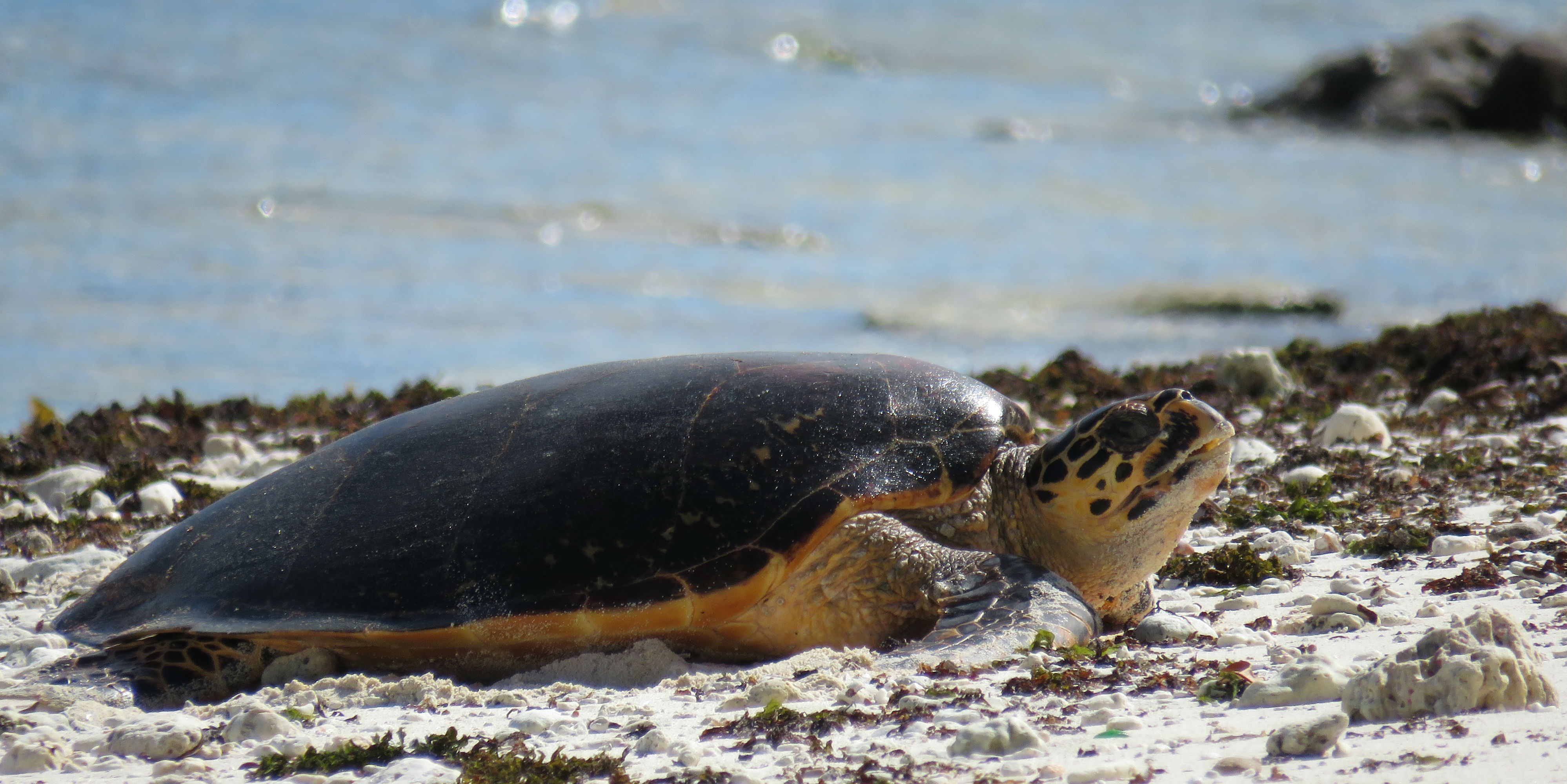 Learn more about endangered sea turtles and how you can help to protect
