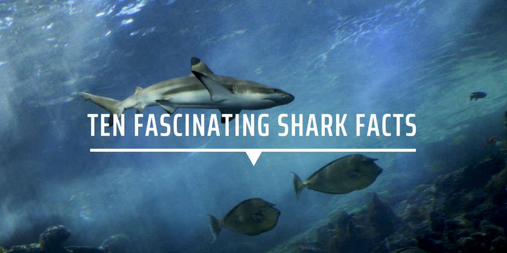 interesting facts about sharks