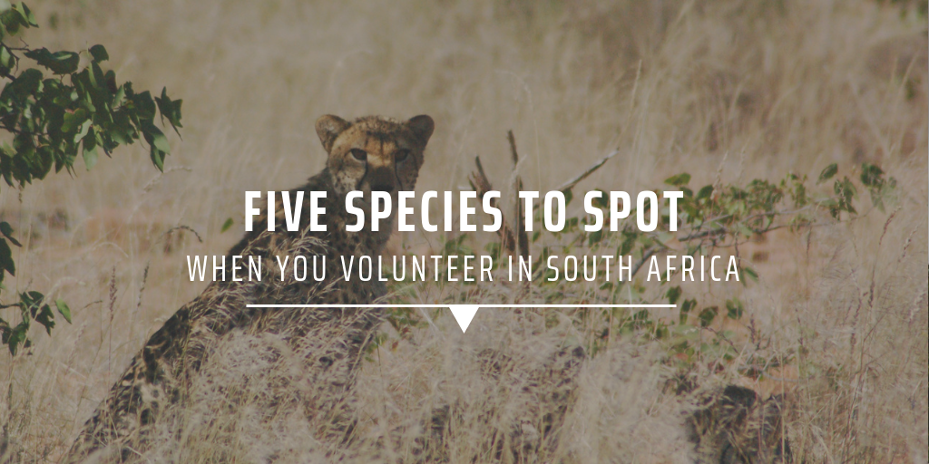 wildlife conservation internship