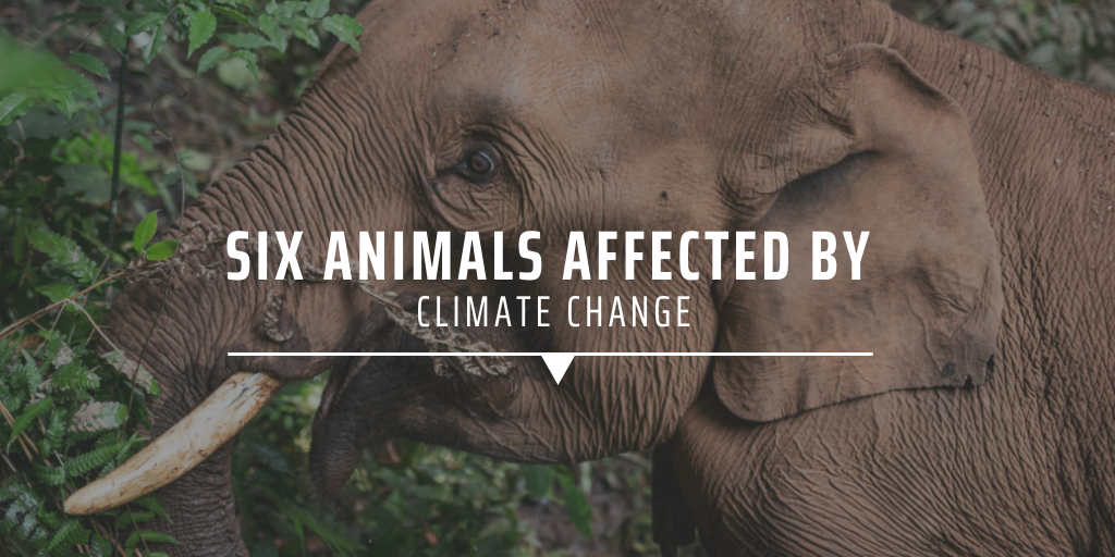 Six animals affected by climate change