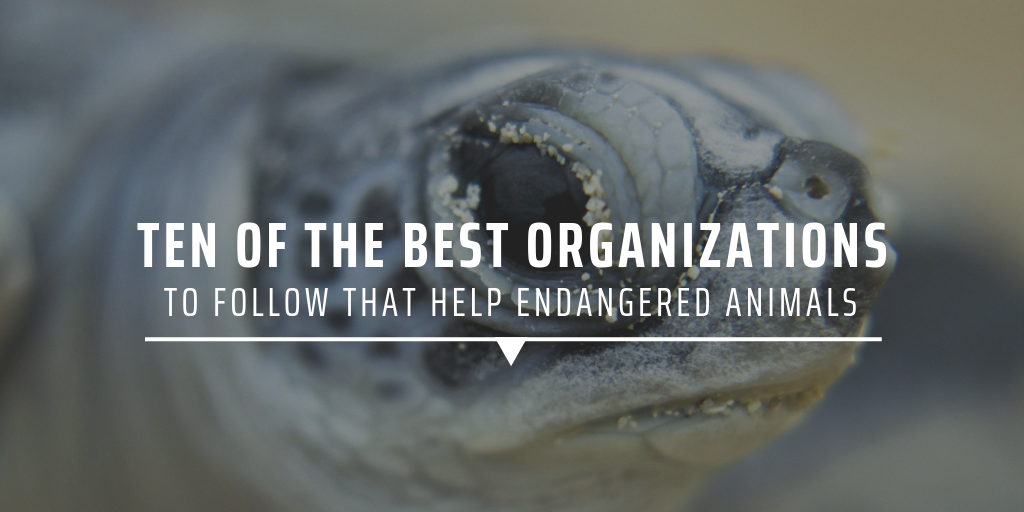 ten of the best organisations to follow that help endangered animals