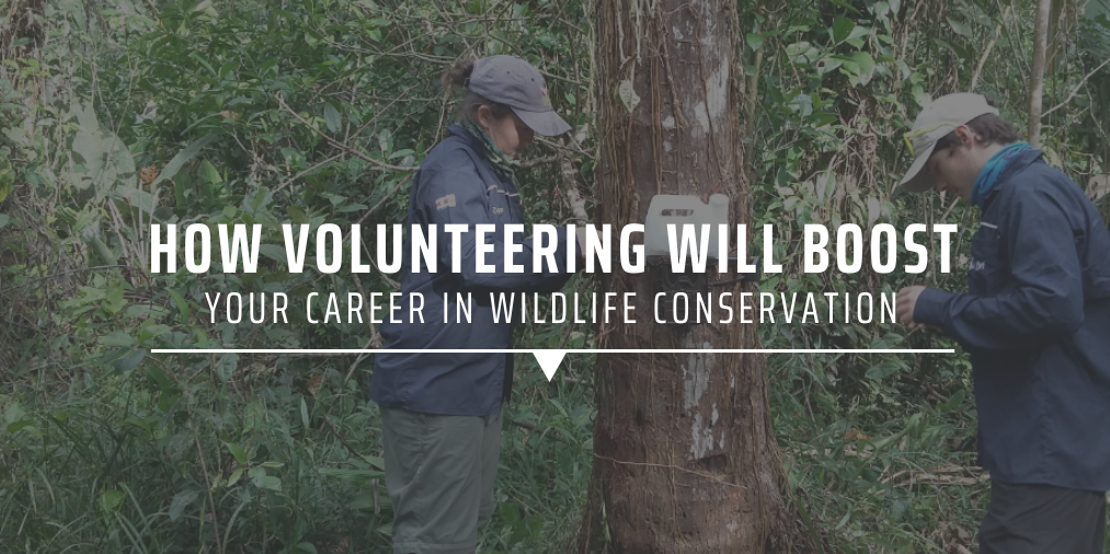 How volunteering will boost your career in wildlife conservation