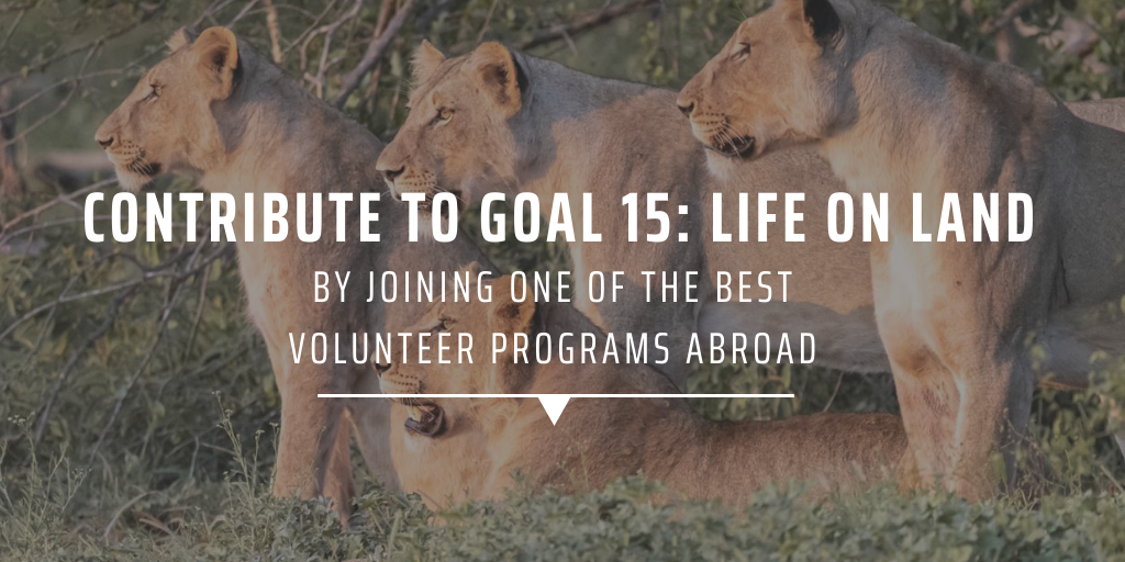Contribute to Goal 15: Life on Land, by joining one of the best volunteer programs abroad