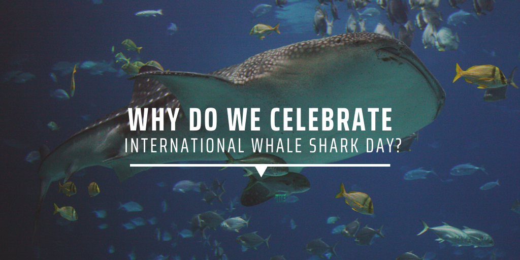 Why do we celebrate International Whale Shark Day
