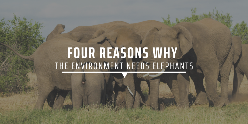 Four reasons why the environment needs elephants